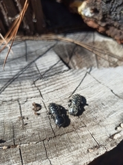 Zopherus nodulosus nodulosus