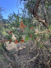 Anisacanthus