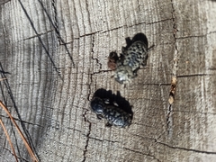 Zopherus nodulosus nodulosus