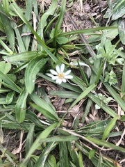 Chaptalia piloselloides