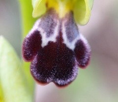Ophrys vasconica