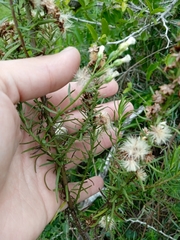 Baccharis coridifolia