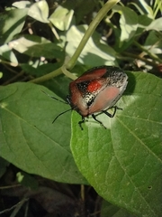 Brachystethus rubromaculatus