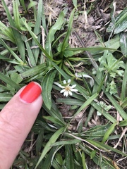 Chaptalia piloselloides