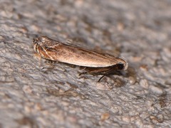 Battaristis concinnusella