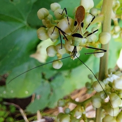 Zelus plagiatus