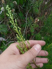 Baccharis coridifolia