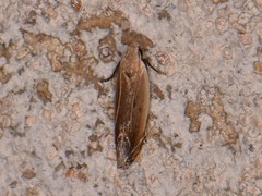 Battaristis concinnusella