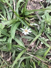 Chaptalia piloselloides