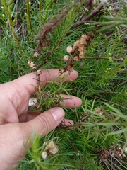 Baccharis coridifolia