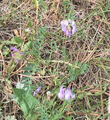 Astragalus agrestis