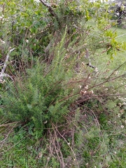Baccharis coridifolia