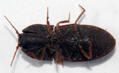 Agrypnus rectangularis
