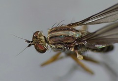 Tetrachaetus