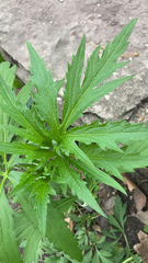 Napaea dioica