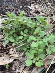 Salpichroa origanifolia