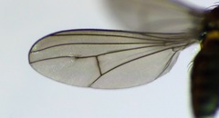Tetrachaetus