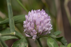 Trifolium pratense