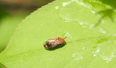 Penthimia americana