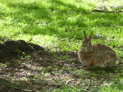 Sylvilagus floridanus