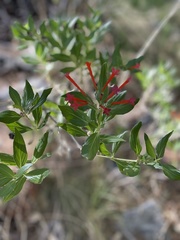 Bouvardia ternifolia