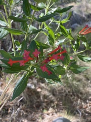 Bouvardia ternifolia