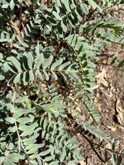 Astragalus douglasii