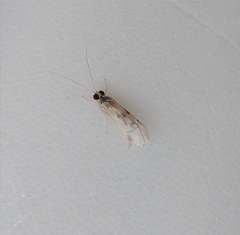 Hydropsyche aerata