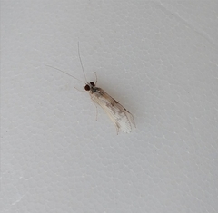 Hydropsyche aerata