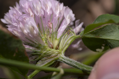 Trifolium pratense