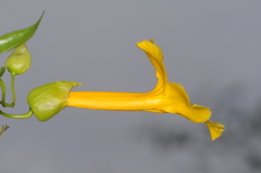 Dolichandra quadrivalvis