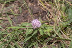 Trifolium pratense