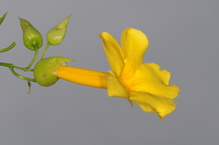 Dolichandra quadrivalvis