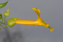 Dolichandra quadrivalvis