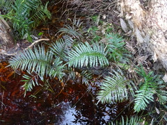 Telmatoblechnum indicum