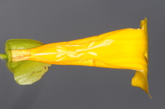 Dolichandra quadrivalvis