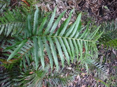 Telmatoblechnum indicum