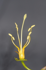 Dolichandra quadrivalvis