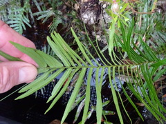 Telmatoblechnum indicum