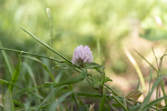 Trifolium pratense