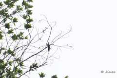 Cuculus poliocephalus