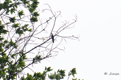 Cuculus poliocephalus