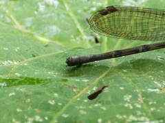 Argia fissa