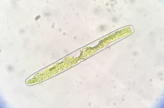 Haplotaenium minutum