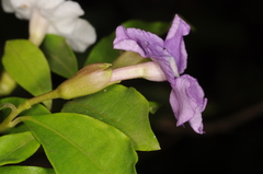 Brunfelsia uniflora