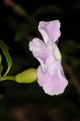 Brunfelsia uniflora