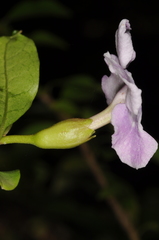 Brunfelsia uniflora