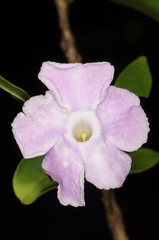 Brunfelsia uniflora