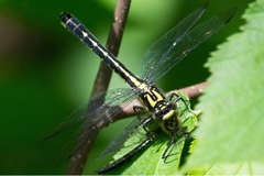 Hylogomphus adelphus