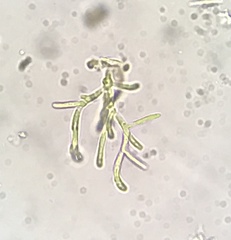 Microthamnion